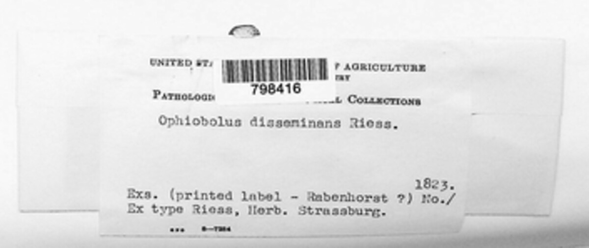 Ophiobolus disseminans image